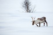 Rentier - Rangifer tarandus, rendeer, Rudi, red nose rendeer, Ren, Renbock, Renkuh, Rene, Renkalb, Hirsche, Trughirsche, Eigentliche Trughirsche, Capreolinae, Cervidae, Ruminantia, Wiederkäuer