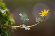 Scharbockskraut - Ranunculus ficaria