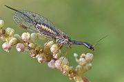 Kamelhalsfliege - Raphidioptera - Sachsen - Muldental - Grimma 