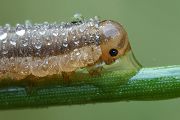 Raupe