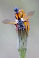 Raupenfliege - Tachinidae