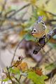Wintergoldhaehnchen - Regulus regulus,  Goldhaehnchen, Regulidae, Goldhaehnchen, Regulus, Sperlingsvogel, Sperlingsvoegel, Singvogel, Singvoegel, Kleinster Singvogel Europas, Passeriformes