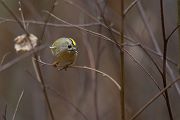Wintergoldhaehnchen - Regulus regulus,  Goldhaehnchen, Regulidae, Goldhaehnchen, Regulus, Sperlingsvogel, Sperlingsvoegel, Singvogel, Singvoegel, Kleinster Singvogel Europas, Passeriformes