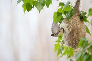 Beutelmeise - Remiz pendulinus Voegel Singvoegel Sperlingsvoegel Remiz Beutelmeisen