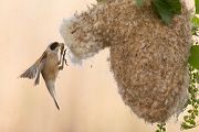 Beutelmeise - Remiz pendulinus Voegel Singvoegel Sperlingsvoegel Remiz Beutelmeisen