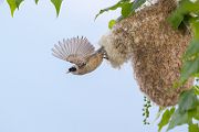 Beutelmeise - Remiz pendulinus Voegel Singvoegel Sperlingsvoegel Remiz Beutelmeisen