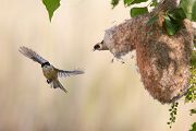 Beutelmeise - Remiz pendulinus Voegel Singvoegel Sperlingsvoegel Remiz Beutelmeisen