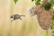Beutelmeise - Remiz pendulinus Voegel Singvoegel Sperlingsvoegel Remiz Beutelmeisen