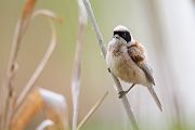 Beutelmeise - Remiz pendulinus Voegel Singvoegel Sperlingsvoegel Remiz Beutelmeisen