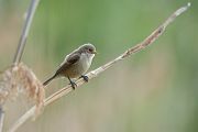 Beutelmeise - Remiz pendulinus Voegel Singvoegel Sperlingsvoegel Remiz Beutelmeisen