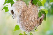 Beutelmeise - Remiz pendulinus Voegel Singvoegel Sperlingsvoegel Remiz, Juvenil, juvenile Beutelmeisen, Junge Beutelmeisen, Rückkehr ans Nest, Übernachtung im Nest