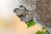 Beutelmeise - Remiz pendulinus Voegel Singvoegel Sperlingsvoegel Remiz, Juvenil, juvenile Beutelmeisen, Junge Beutelmeisen, Rückkehr ans Nest, Übernachtung im Nest