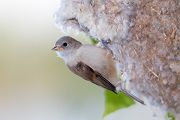 Beutelmeise - Remiz pendulinus Voegel Singvoegel Sperlingsvoegel Remiz, Juvenil, juvenile Beutelmeisen, Junge Beutelmeisen, Rückkehr ans Nest, Übernachtung im Nest