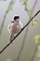 Beutelmeise - Remiz pendulinus Voegel Singvoegel Sperlingsvoegel Remiz, Juvenil, juvenile Beutelmeisen, Junge Beutelmeisen, Rückkehr ans Nest, Übernachtung im Nest