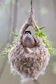 Beutelmeise - Remiz pendulinus Voegel Singvoegel Sperlingsvoegel Remiz, Juvenil, juvenile Beutelmeisen, Junge Beutelmeisen, Rückkehr ans Nest, Übernachtung im Nest