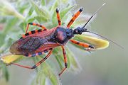 Rote Mordwanze - Rhinocoris iracundus Wanze WanzenRaubwanze, Rote Mordwanze Wallis Zornige Zornige Raubwanze Rote Insekten Harpactorinae