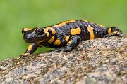 Feuersalamander - Salamandra salamandra - Tharandter Wald Sachsen