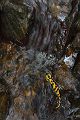Feuersalamander - Salamandra salamandra - Sachsen, Amhibien, Salamandra, Schwanzlurche, Echte Salamander, Caudata, Salamandroidea, Amphibia 