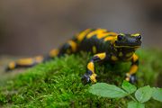 Feuersalamander - Salamandra salamandra - Sachsen, Amhibien, Salamandra, Schwanzlurche, Echte Salamander, Caudata, Salamandroidea, Amphibia 
