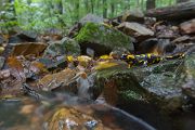 Feuersalamander - Salamandra salamandra - Sachsen, Amhibien, Salamandra, Schwanzlurche, Echte Salamander, Caudata, Salamandroidea, Amphibia 