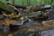 Feuersalamander - Salamandra salamandra - Sachsen, Amhibien, Salamandra, Schwanzlurche, Echte Salamander, Caudata, Salamandroidea, Amphibia 