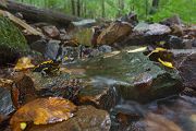 Feuersalamander - Salamandra salamandra - Sachsen, Amhibien, Salamandra, Schwanzlurche, Echte Salamander, Caudata, Salamandroidea, Amphibia 