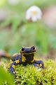 Feuersalamander - Salamandra salamandra - Sachsen, Amhibien, Salamandra, Schwanzlurche, Echte Salamander, Caudata, Salamandroidea, Amphibia 