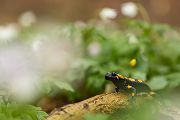 Feuersalamander - Salamandra salamandra - Sachsen, Amhibien, Salamandra, Schwanzlurche, Echte Salamander, Caudata, Salamandroidea, Amphibia 