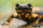 Feuersalamander - Salamandra salamandra - Sachsen, Amhibien, Salamandra, Schwanzlurche, Echte Salamander, Caudata, Salamandroidea, Amphibia 