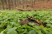 Feuersalamander - Salamandra salamandra - Sachsen, Amhibien, Salamandra, Schwanzlurche, Echte Salamander, Caudata, Salamandroidea, Amphibia 