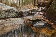 Feuersalamander - Salamandra salamandra - Sachsen, Amhibien, Salamandra, Schwanzlurche, Echte Salamander, Caudata, Salamandroidea, Amphibia 