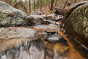 Feuersalamander - Salamandra salamandra - Sachsen, Amhibien, Salamandra, Schwanzlurche, Echte Salamander, Caudata, Salamandroidea, Amphibia 
