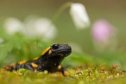 Feuersalamander - Salamandra salamandra - Sachsen, Amhibien, Salamandra, Schwanzlurche, Echte Salamander, Caudata, Salamandroidea, Amphibia 