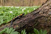 Feuersalamander - Salamandra salamandra - Sachsen, Amhibien, Salamandra, Schwanzlurche, Echte Salamander, Caudata, Salamandroidea, Amphibia 