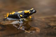 Feuersalamander - Salamandra salamandra - Sachsen, Amhibien, Salamandra, Schwanzlurche, Echte Salamander, Caudata, Salamandroidea, Amphibia 