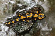Feuersalamander - Salamandra salamandra - Sachsen, Amhibien, Salamandra, Schwanzlurche, Echte Salamander, Caudata, Salamandroidea, Amphibia 