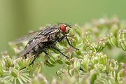 Graue Fleischfliege - Sarcophaga carnaria