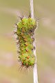 Raupe des Kleinen Nachtpfauenauges - Saturnia pavonia Halberwachsene Puppe Pfauenspinner Spinner Nachtpfauenauge Nachtfalter Schmetterlinge Insekten Thueringen