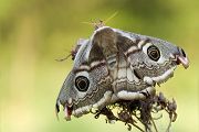 Kleines Nachtpfauenauge - Saturnia pavonia