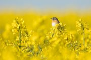 Braunkehlchen - Saxicola rubetra Maennchen Voegel Singvoegel Sperlingsvoegel Schmaetzer Fliegenschnaepper Sachsen