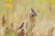 Braunkehlchen - Saxicola rubetra Maennchen Voegel Singvoegel Sperlingsvoegel Schmaetzer Fliegenschnaepper Sachsen
