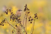 Braunkehlchen - Saxicola rubetra Maennchen Voegel Singvoegel Sperlingsvoegel Schmaetzer Fliegenschnaepper Sachsen