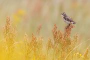 Braunkehlchen - Saxicola rubetra Maennchen Voegel Singvoegel Sperlingsvoegel Schmaetzer Fliegenschnaepper Sachsen
