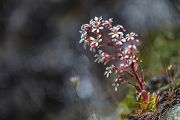 Strauß-Steinbrech, Saxifraga cotyledon, Jotunheimen, Norwegen