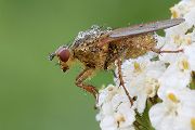 Gelbe Dungfliege - Scatophaga stercoraria