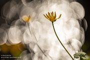 Scharbockskraut - Ranunculus ficaria