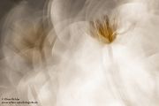 Scharbockskraut - Ranunculus ficaria