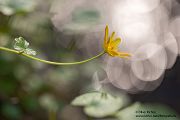 Scharbockskraut - Ranunculus ficaria