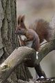 Europaeisches Eichhoernchen - Sciurus vulgaris
