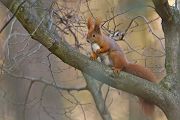 Europaeisches Eichhoernchen - Sciurus vulgaris